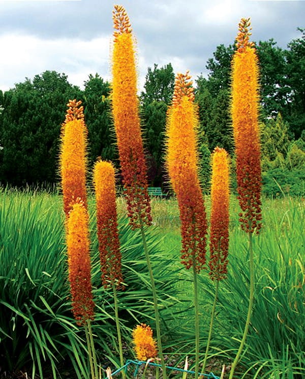 Bunga Eremurus