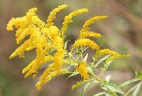 Bunga Goldenrod