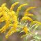 Bunga Goldenrod