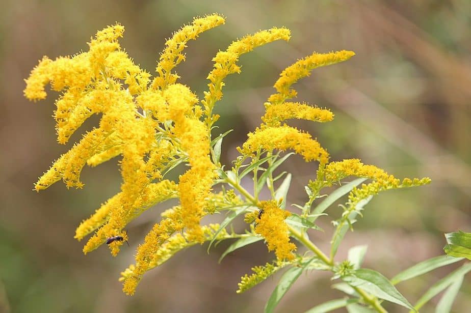 Bunga Goldenrod