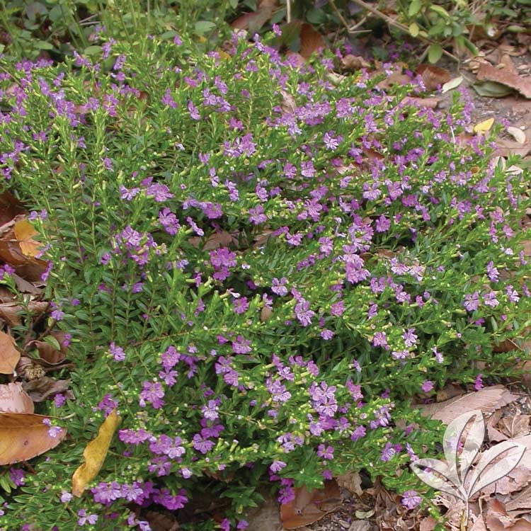 Crimson Bunga Heather