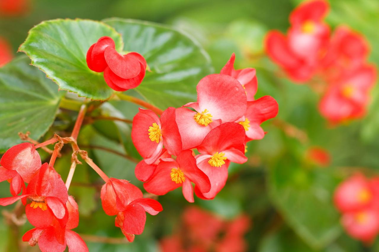 Bunga Begonia