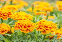 Lukisan Bunga Marigold