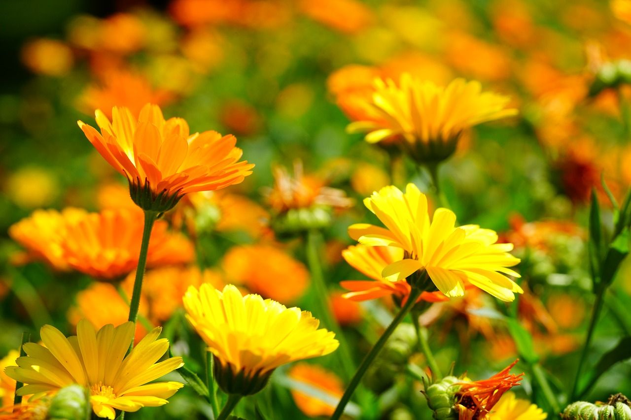 Biru Tua Bunga Marigold