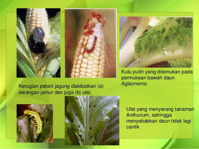 Penyakit dan Hama pada Bunga Edelwiss