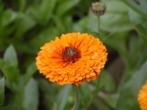 Bunga Calendula