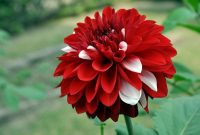 Foto Bunga Dahlia