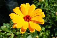 Bunga Calendula