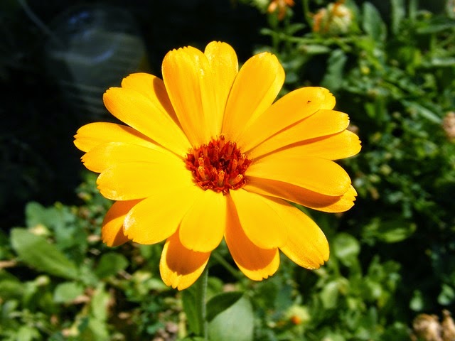 Bunga Calendula