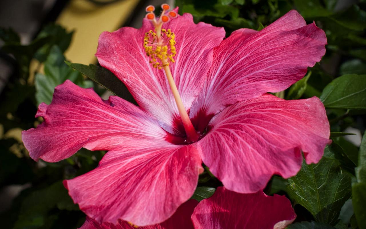 grafik Hibiscus flower