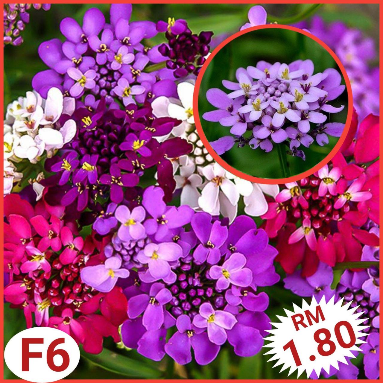 Bunga candytuft