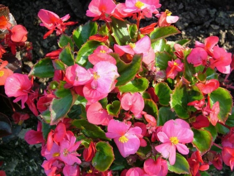 Bunga Begonia