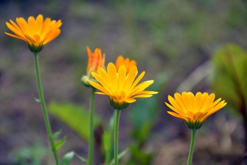 Taxonomi dan Spesies Bunga Calendula