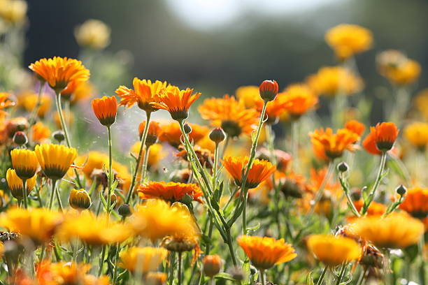 Bunga Calendula