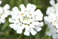 Bunga candytuft