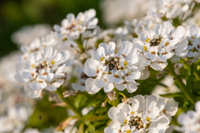 Bunga candytuft