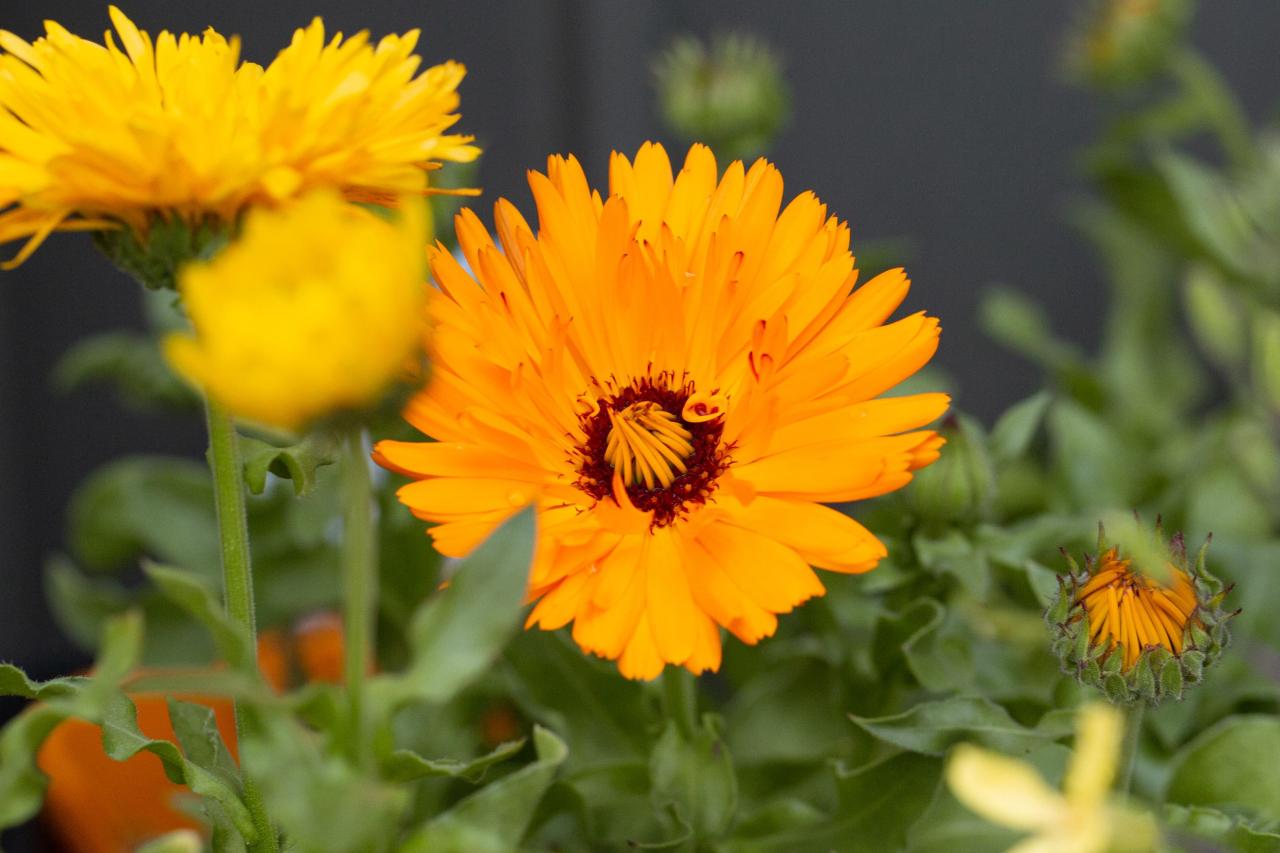 Bunga Calendula