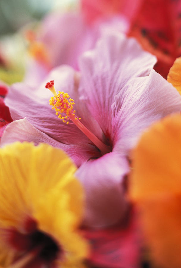 Slate Gray Hibiscus flower