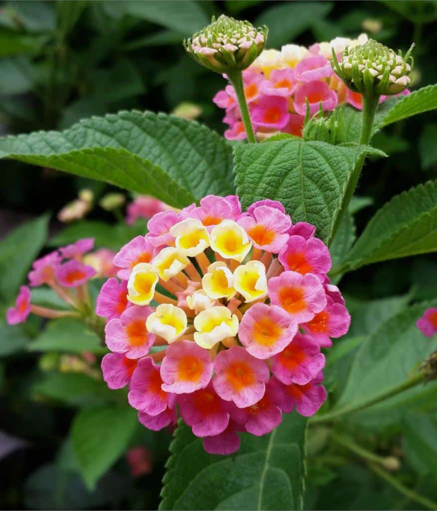 Merah Tua Bunga Lantana