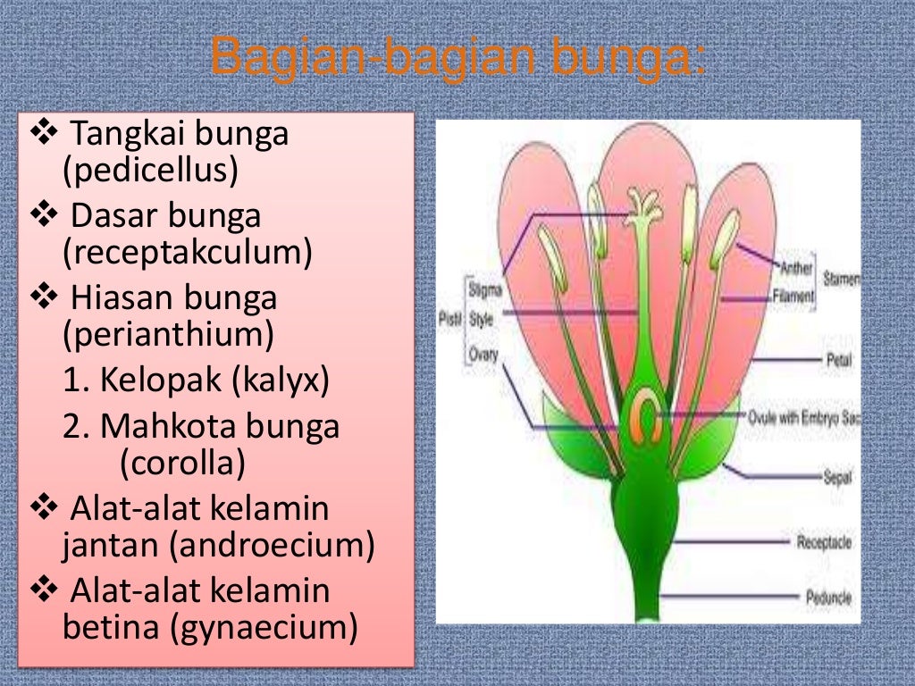 Morfologi dan Struktur Bunga Calendula