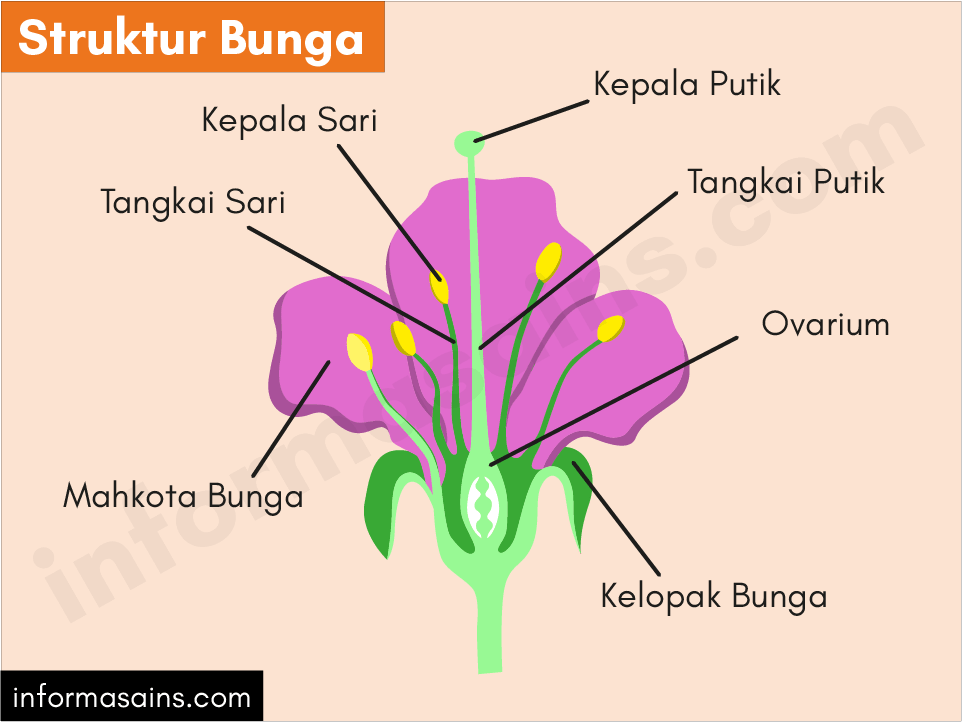 Morfologi dan Struktur Bunga Calendula