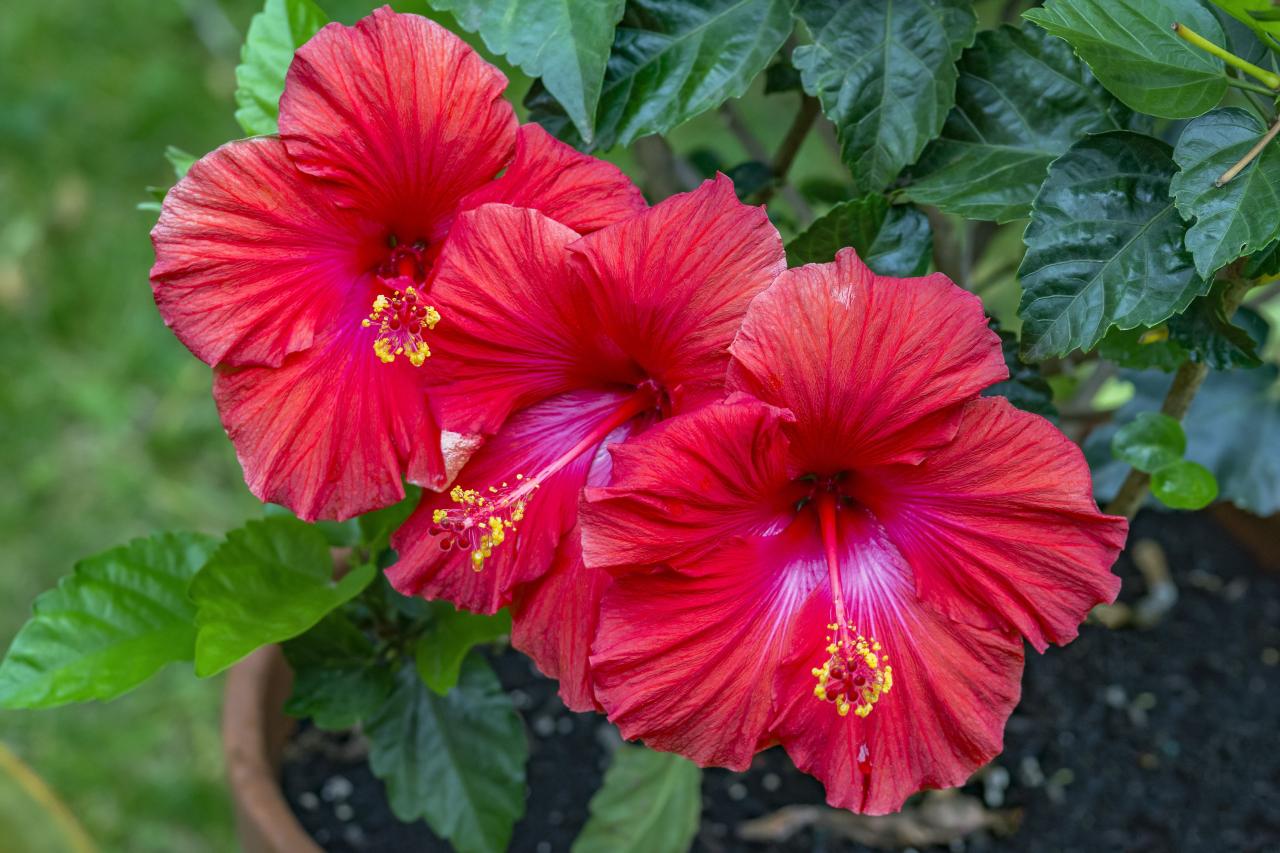 Picture Hibiscus flower