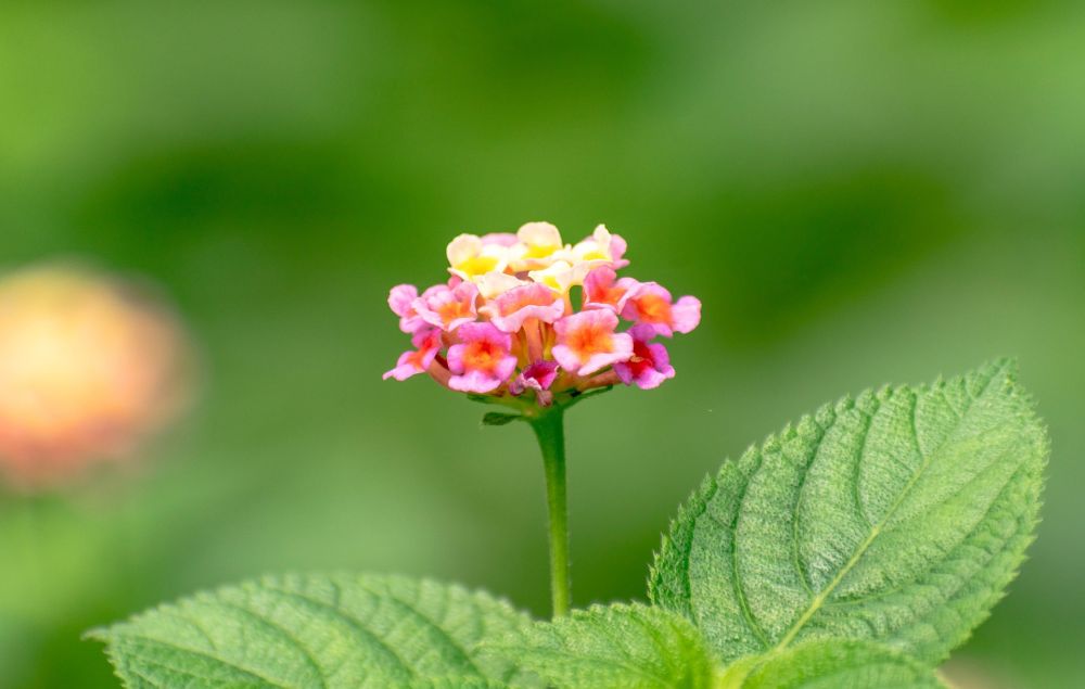 Hitam Bunga Lantana